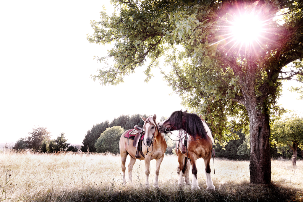 zwei Pferde unterm Baum auf dem Feld