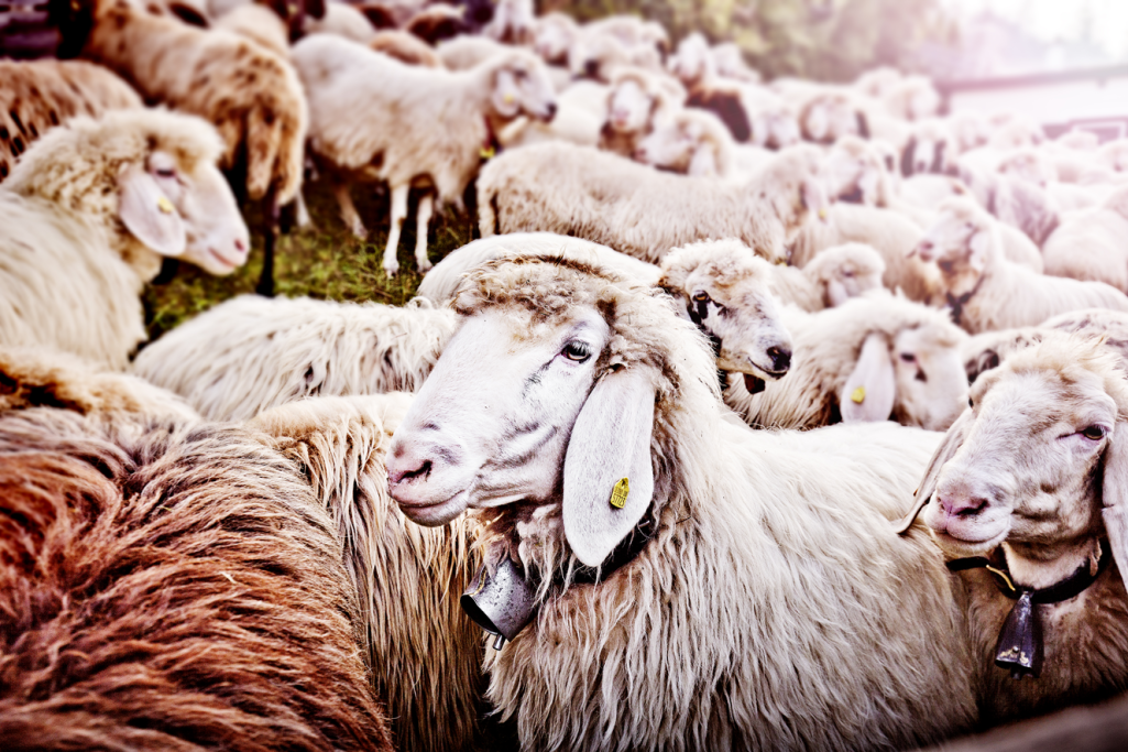 Schafe in Garmisch-Partenkirchen