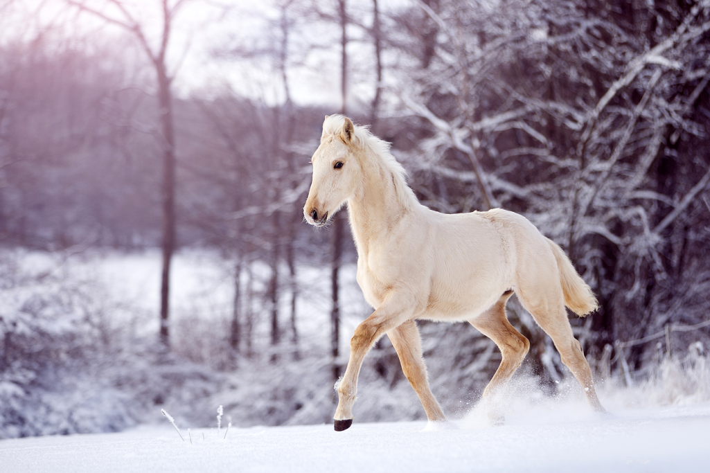 weißes Pferd im Wald mit Schnee