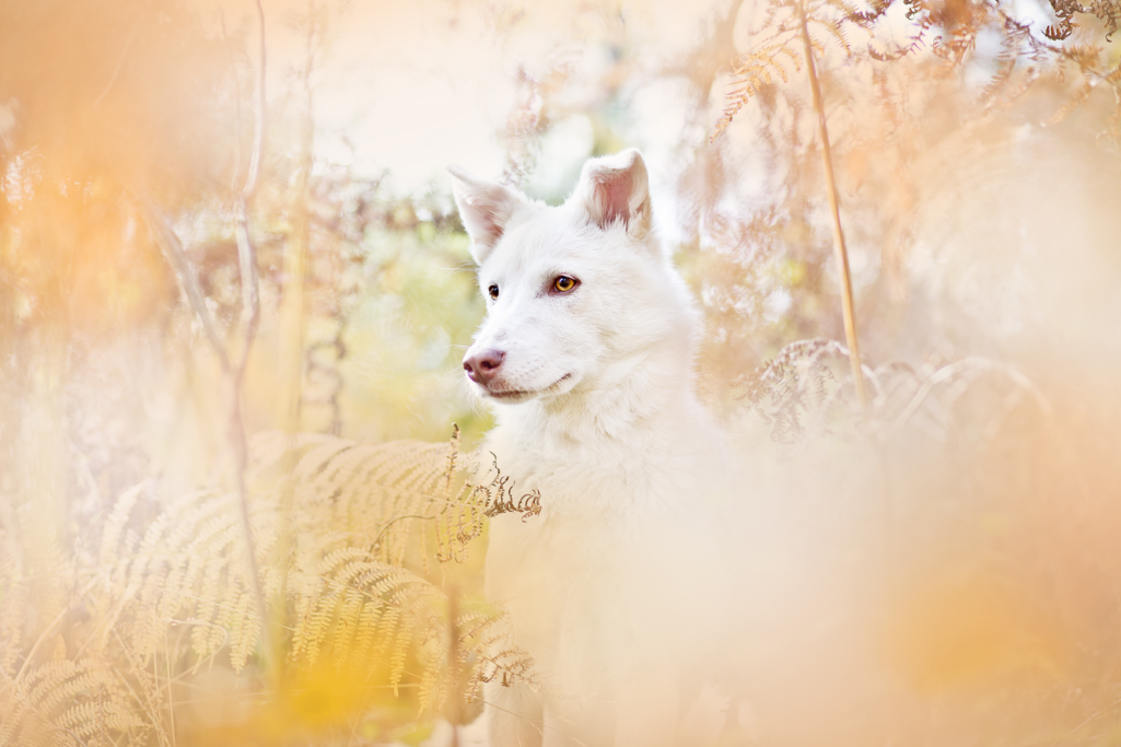 weißer Hund im Feld