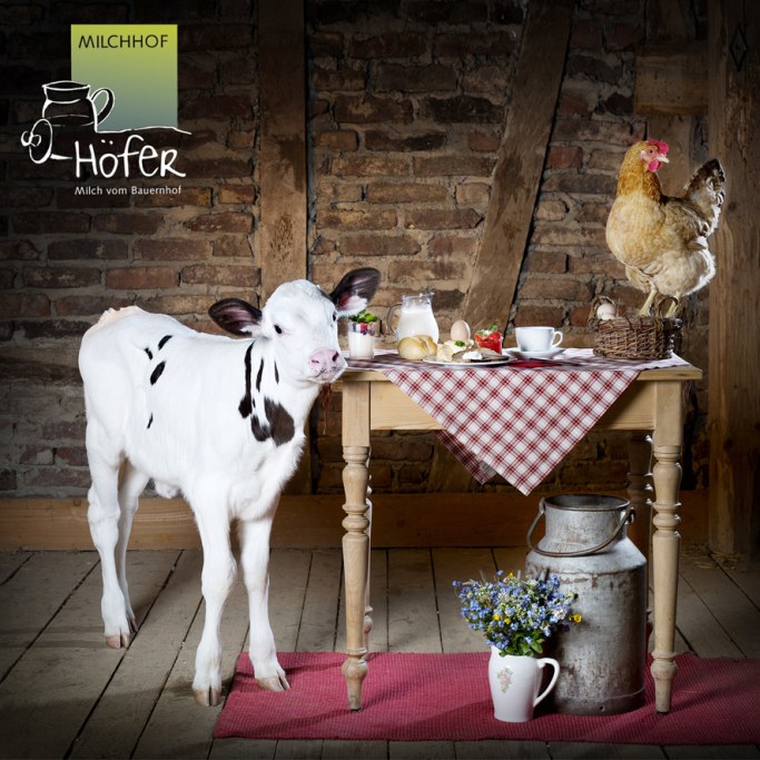 Milchhof Höfer Kuh mit Tisch und Milchkanne