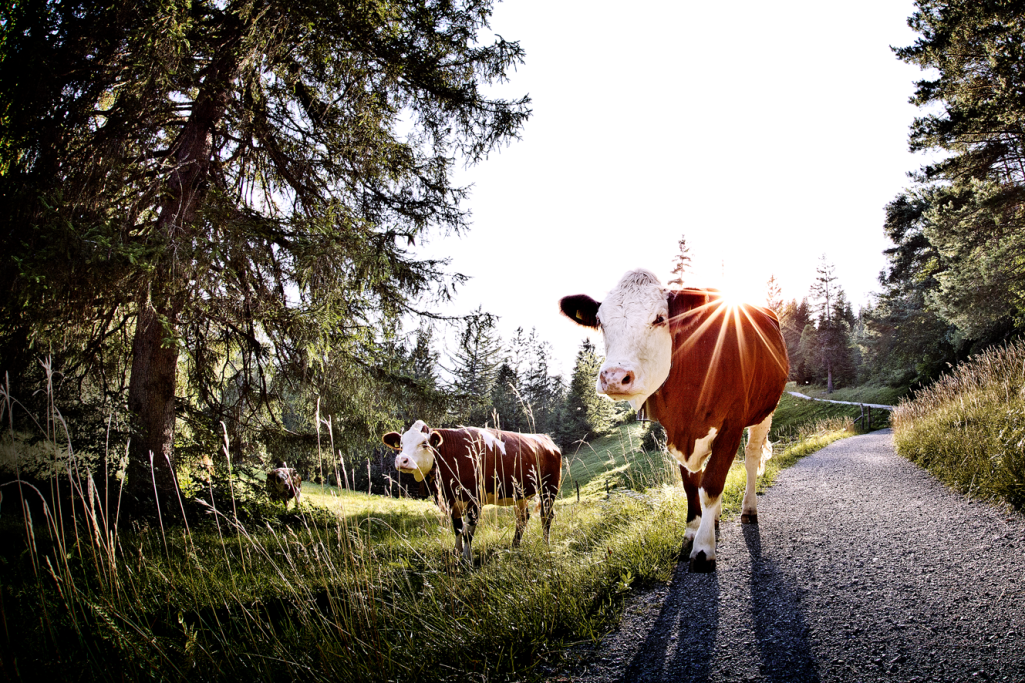 Kühe und Bäume in Garmisch-Partenkirchen